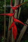 Heliconia obscuroides